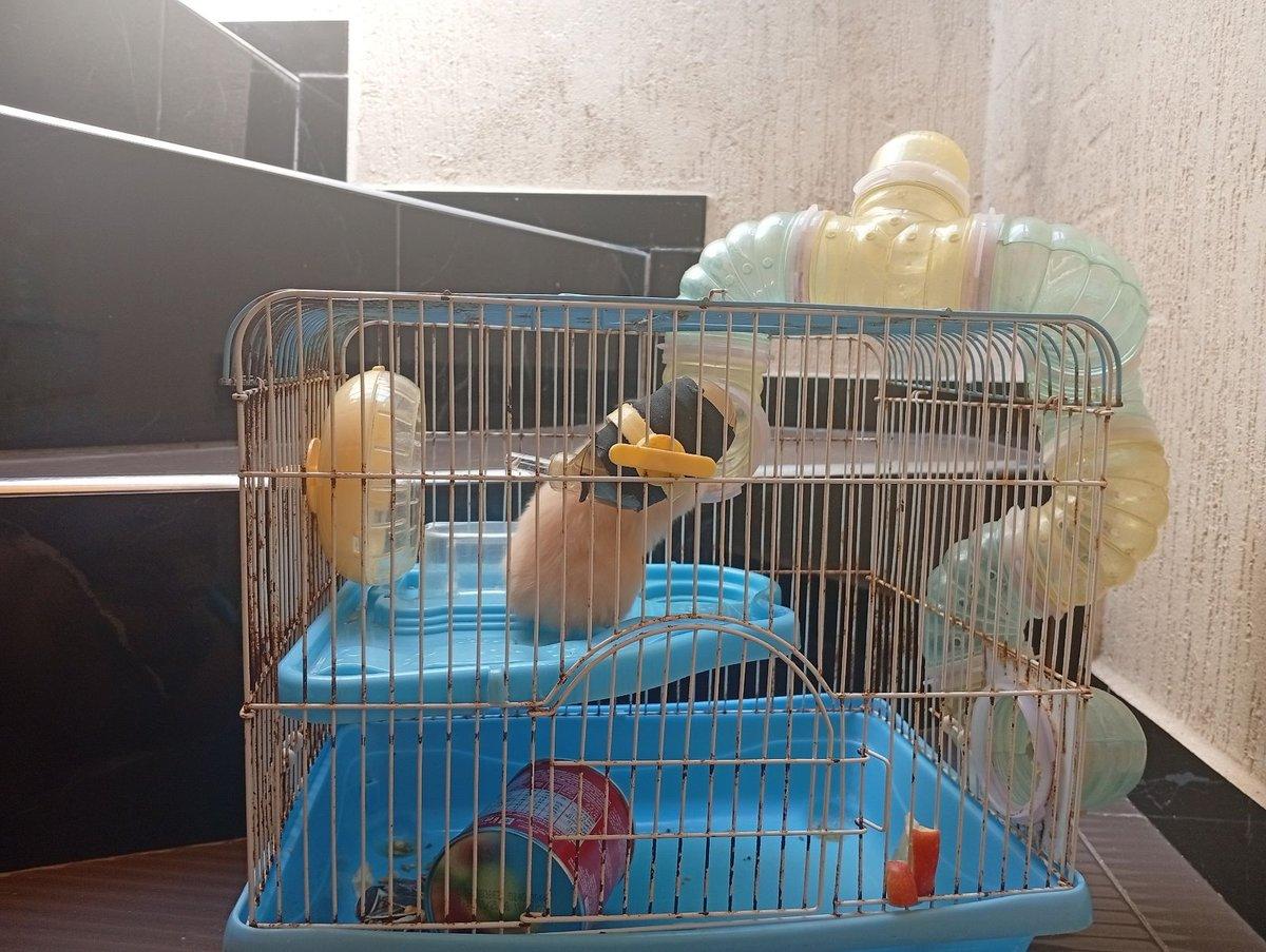 Hamster avec cage complète, roue et tunnels, 2/5