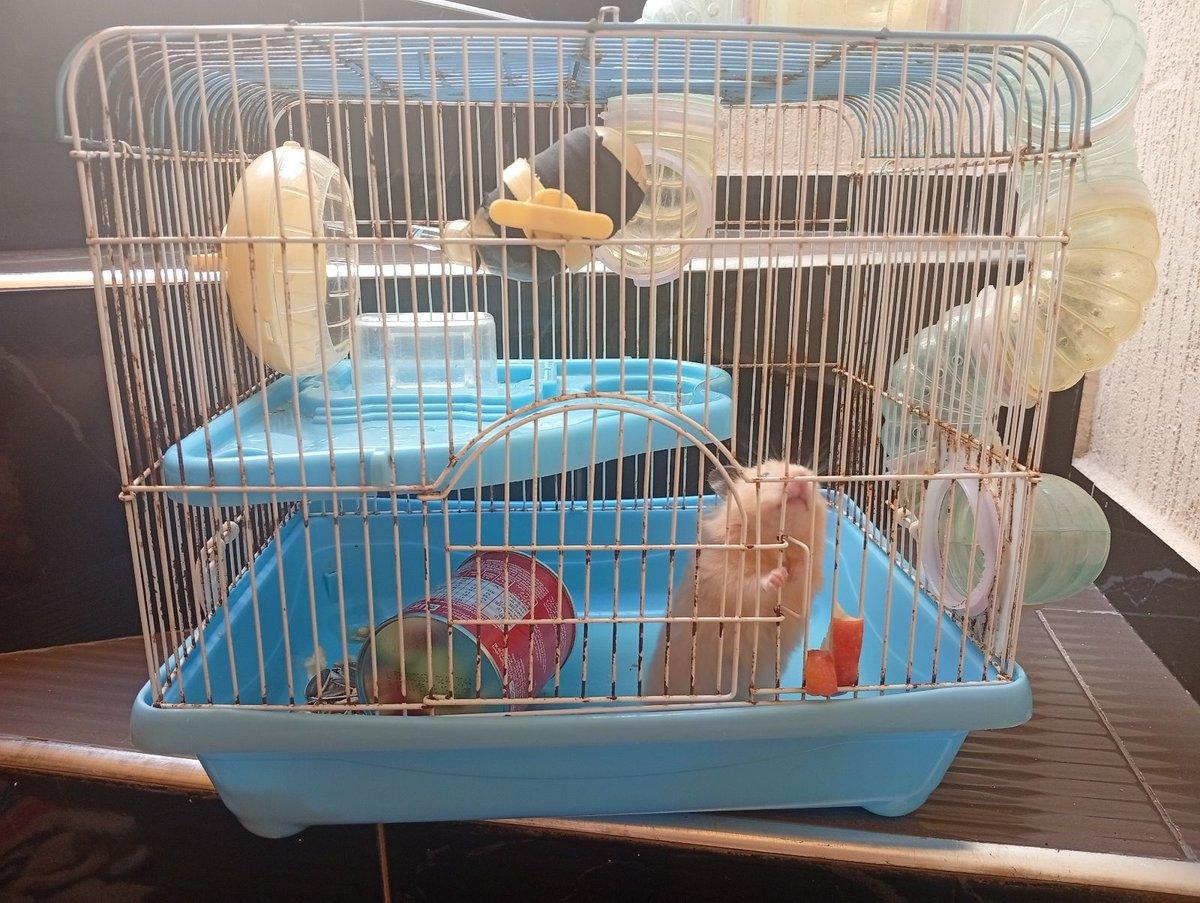 Hamster avec cage complète, roue et tunnels