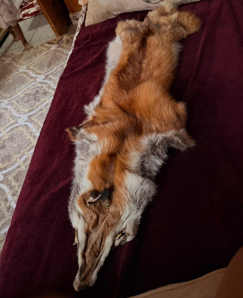 Renard roux et blanc à adopter